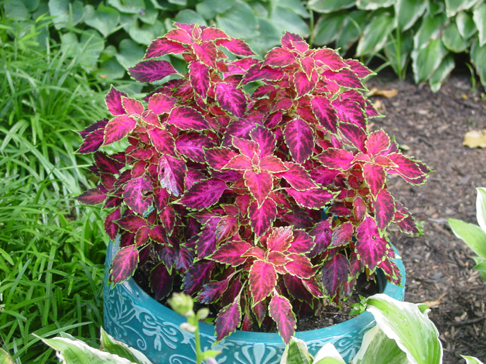 Coleus 